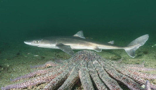 Pesca Piccoli Squali: Tecniche, Esche e Attrezzature