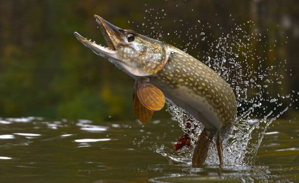 Pesca Sportiva al luccio: Tecniche e attrezzatura consigliata