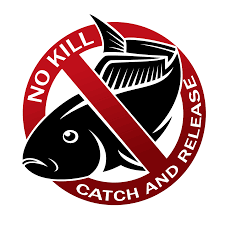 No Kill Fishing: The Beauty of Catch and Release