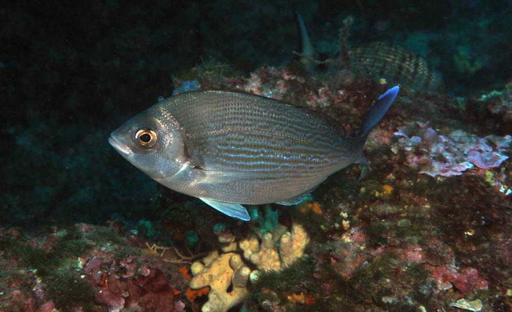 Pesca alla Tanuta Guida Completa: Tecniche, attrezzature e consigli