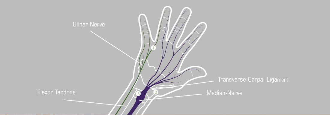anatomia della mano